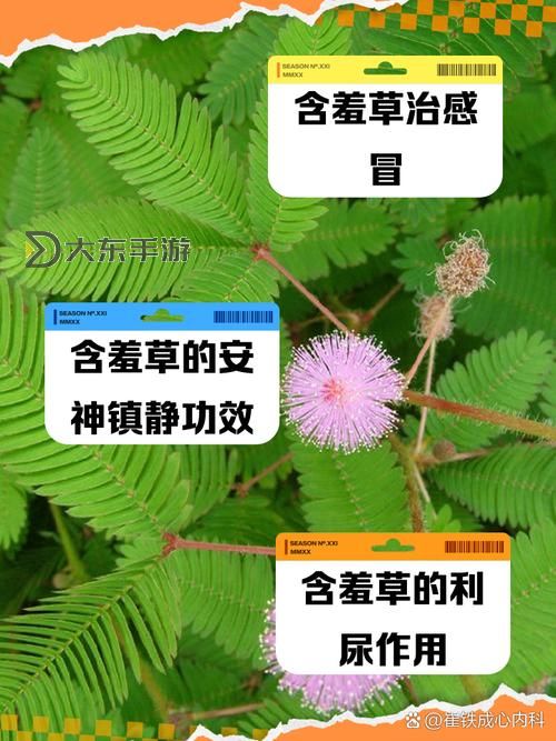 含羞草的作用有哪些值得我們深入探討的地方與實(shí)際應(yīng)用圖2