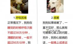 狗狗射速好燙太怕了春雨醫(yī)生，這種情況是正常的嗎還是需要及時就醫(yī)