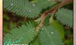 含羞草的作用有哪些值得我們深入探討的地方與實際應用