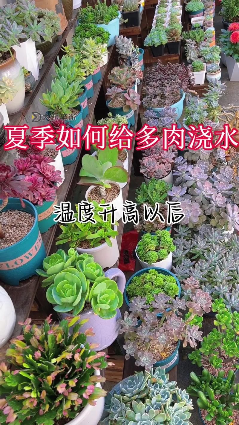 水多肉多的植物養(yǎng)護技巧,如何讓它們茁壯成長和繁盛圖1