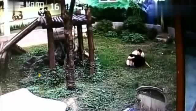 男子翻進(jìn)熊貓園內(nèi)逗大熊貓,這究竟是何種沖動(dòng)驅(qū)使他如此冒險(xiǎn)行為圖1