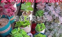 水多肉多的植物養(yǎng)護(hù)技巧，如何讓它們茁壯成長(zhǎng)和繁盛
