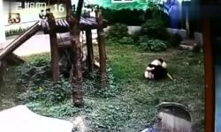 男子翻進(jìn)熊貓園內(nèi)逗大熊貓，這究竟是何種沖動(dòng)驅(qū)使他如此冒險(xiǎn)行為