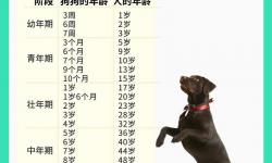 狗配人，馬配人之間的關(guān)系究竟是怎樣的呢分析