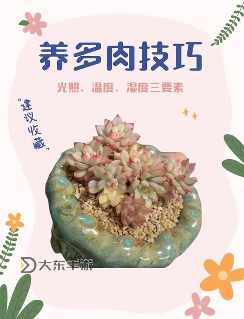 整篇都是車的多肉1V4推薦:全方位解析與養(yǎng)護指南圖1