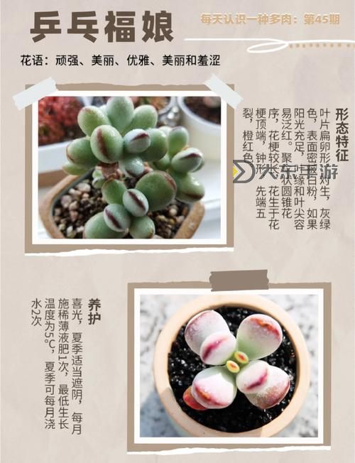 整篇都是車的多肉1V4推薦:全方位解析與養(yǎng)護指南圖2