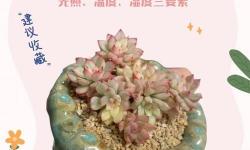 整篇都是車的多肉1V4推薦：全方位解析與養(yǎng)護(hù)指南