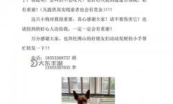 問道狗順坐牢：一場意想不到的風(fēng)波引發(fā)的啟示