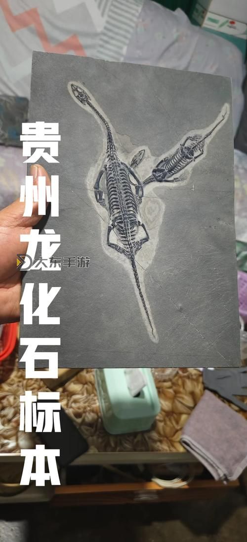 貴州十大龍化石排名:最震撼的恐龍遺跡一覽圖2