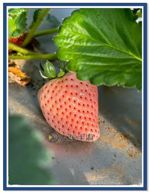 探索草莓視頻在線觀看蘇州晶體的最新動態(tài)與未來發(fā)展圖1