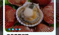 張開(kāi)腿看看你的扇貝：海鮮美味的秘密武器