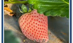 探索草莓視頻在線觀看蘇州晶體的最新動態(tài)與未來發(fā)展