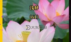 慈心妙蓮有什么用：探索其在心靈修養(yǎng)與健康中的作用