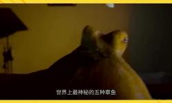 最右的章魚飛船能預(yù)測不：未來科技的神秘謎題