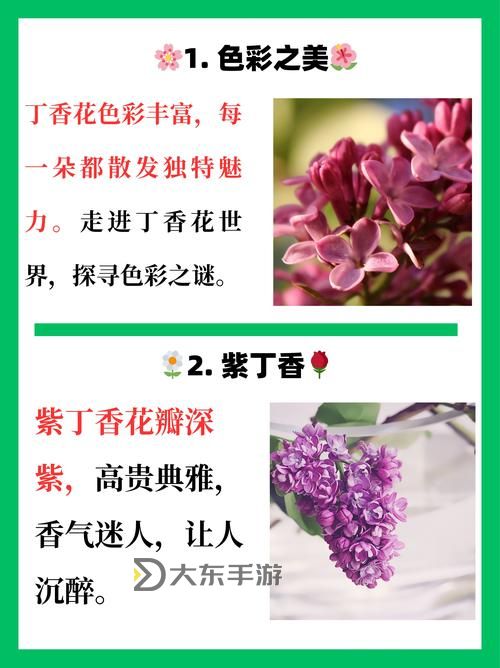 探索久久丁香色婷婷的唯美意境與詩意人生圖1