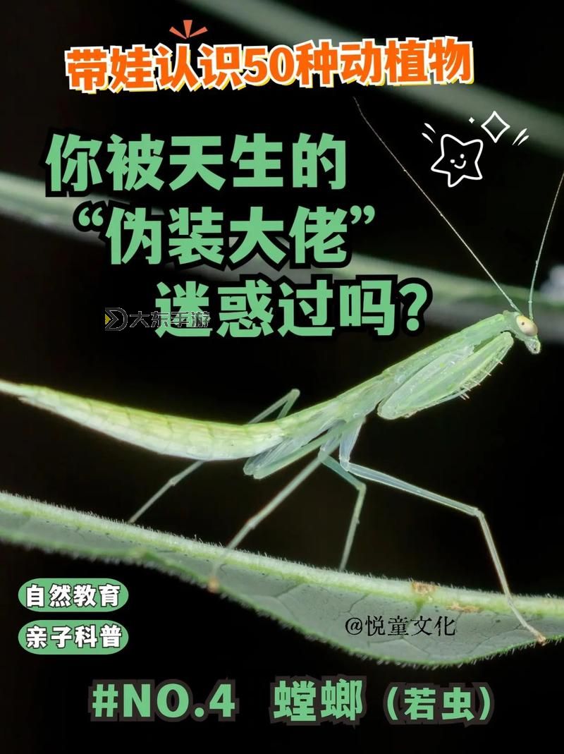 深入解讀：螳螂不出九頭什么意思的寓意與寓意圖2