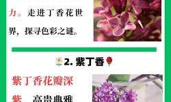 探索久久丁香色婷婷的唯美意境與詩(shī)意人生