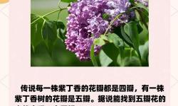 探索心靈之旅：丁香婷婷五月伊人的詩(shī)意人生