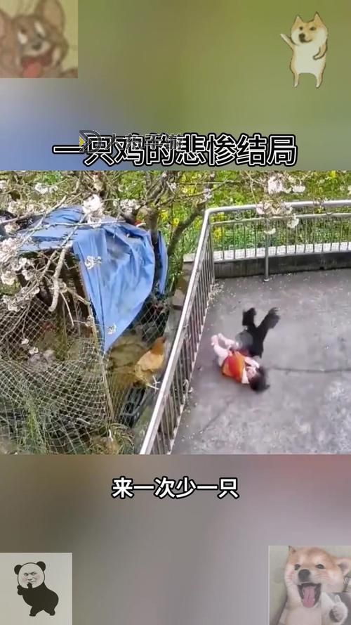 坐在雞上寫作業(yè)好疼:奇葩體驗(yàn)讓人直呼太難受圖1