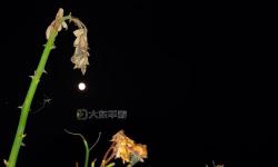 【最新推薦】月夜影視免費(fèi)觀看，讓你盡享高清大片無需付費(fèi)