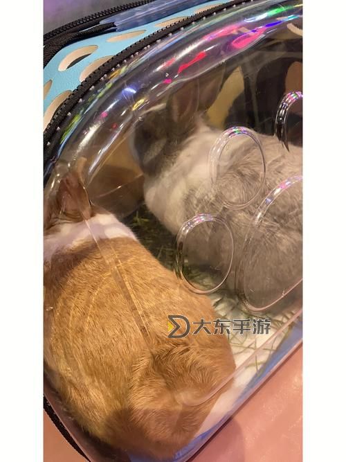 抓著班主任的兩只大兔子視頻：爆笑瞬間大集合圖1