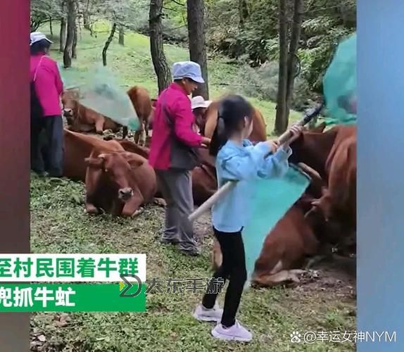 趕牛怎么吆喝：傳統(tǒng)鄉(xiāng)村趕牛技巧詳解圖2