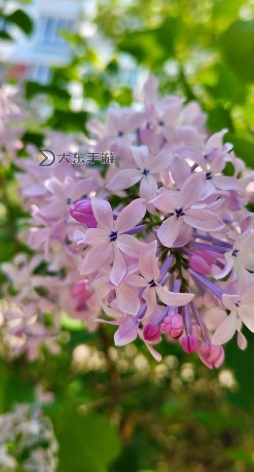 丁香激情五月：春日里的芳香與熱情共鳴圖1