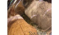 抓著班主任的兩只大兔子視頻：爆笑瞬間大集合