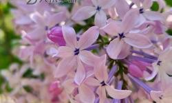 丁香激情五月：春日里的芳香與熱情共鳴