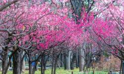 “中國夢之聲吧：引領(lǐng)青春夢想的音樂殿堂”