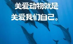 守護(hù)生命的暖陽(yáng)：全民行動(dòng)拯救小動(dòng)物