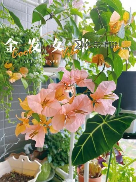 帳中香金銀花海棠：芳香綻放的幻夢(mèng)之境圖1