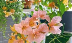 帳中香金銀花海棠：芳香綻放的幻夢之境