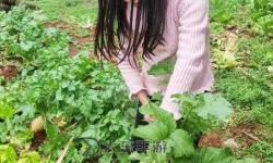 在床上拔蘿卜又疼又叫的癥狀分析與可能原因