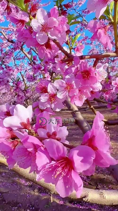 春暖花開,亞洲轉(zhuǎn)帖:感受春日的絢麗景象圖1