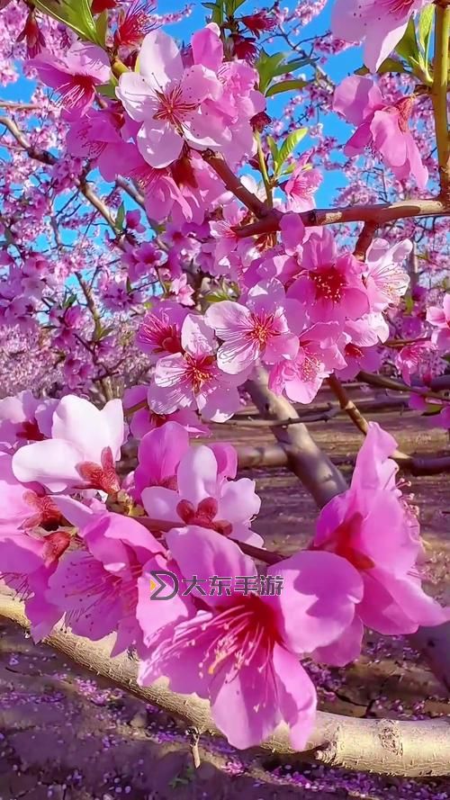 春暖花開，亞洲轉(zhuǎn)帖：感受春日的絢麗景象圖1