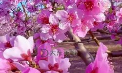 春暖花開，亞洲轉(zhuǎn)帖：感受春日的絢麗景象