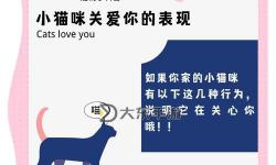 溫暖行動：用愛心拯救小貓咪的感人故事