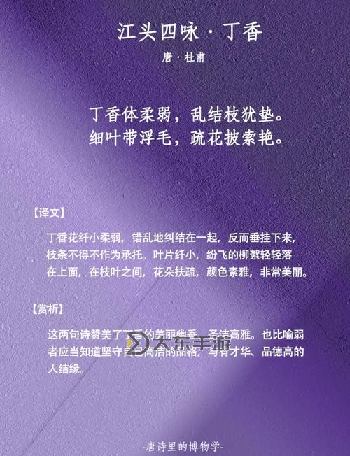 探索“丁香婷婷色色”的文學(xué)意境與表達(dá)方式圖1