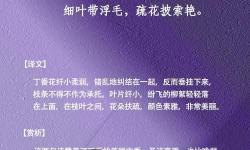 探索“丁香婷婷色色”的文學意境與表達方式
