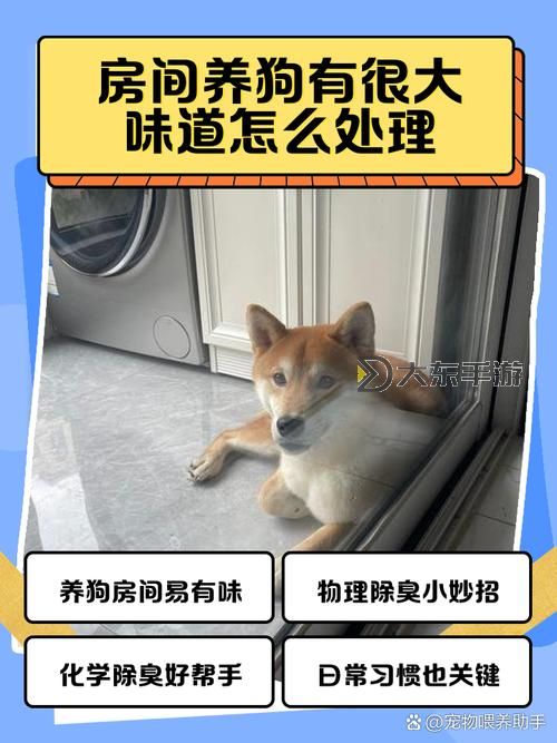 怎么讓狗狗進(jìn)入自己的房間門的有效方法與技巧圖2
