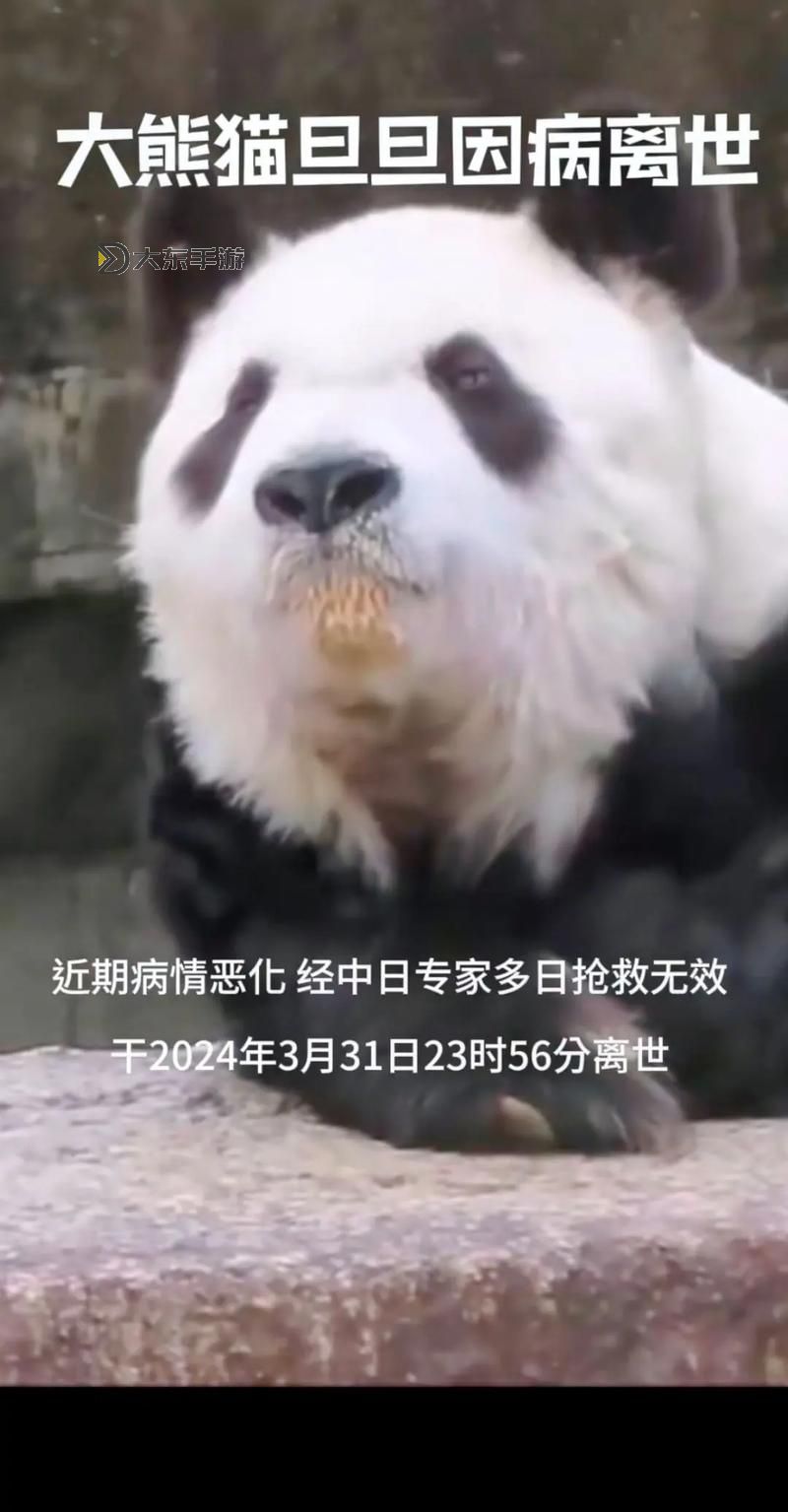 大熊貓逝世引發(fā)關(guān)注:珍稀國寶的哀悼與保護(hù)呼聲圖1
