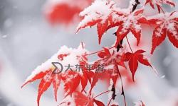 孫悟空獅駝嶺開無(wú)雙：齊心戰(zhàn)勝妖魔再展英勇風(fēng)采