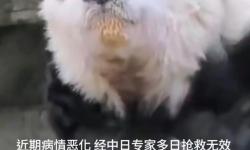 大熊貓逝世引發(fā)關(guān)注：珍稀國寶的哀悼與保護呼聲