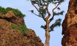 最后的堅強：逆境中的不屈之光