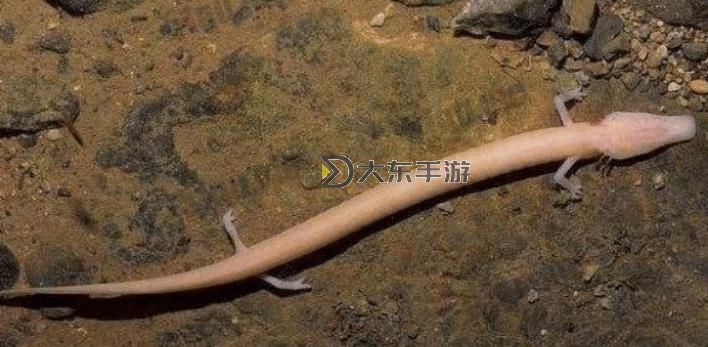 沙石幼龍叫什么?揭秘沙石幼龍的名字與特點(diǎn)圖1