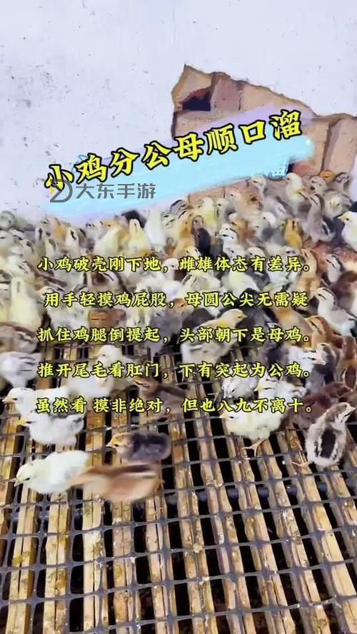 最新今天小雞課堂正確答案匯總解析圖1