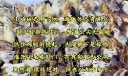 最新今天小雞課堂正確答案匯總解析