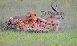 探索最新美國ZOOM動物：精彩呈現(xiàn)和歡迎你的精彩瞬間
