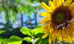 向日葵污視頻引發(fā)熱議：網(wǎng)絡(luò)中的隱秘角落
